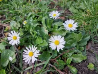 Composietenfamilie [Asteraceae]